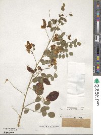 Colutea arborescens image