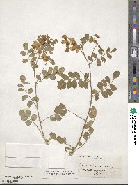 Colutea arborescens image