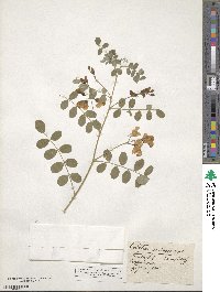 Colutea arborescens image