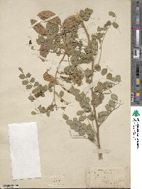 Colutea arborescens image