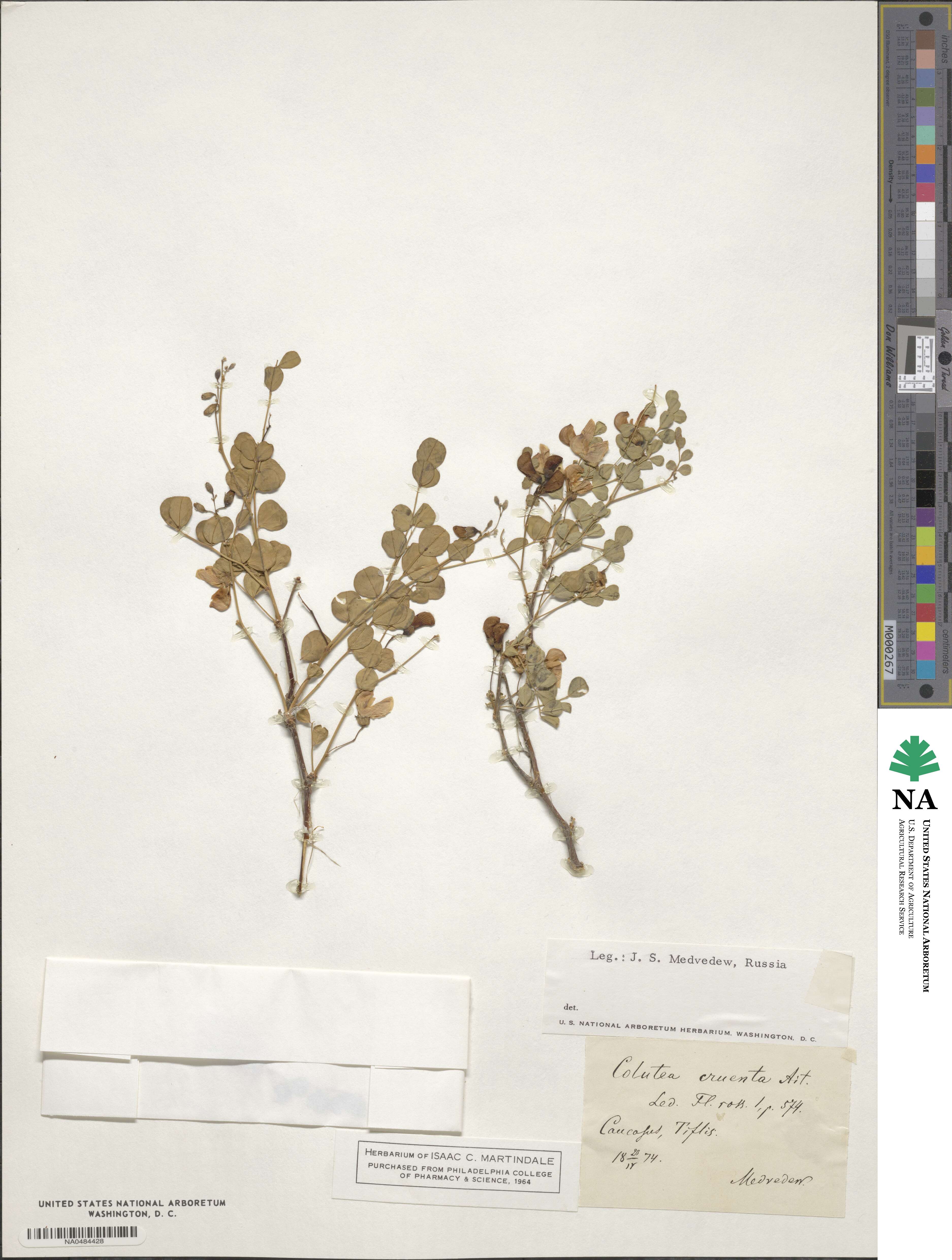 Colutea orientalis image