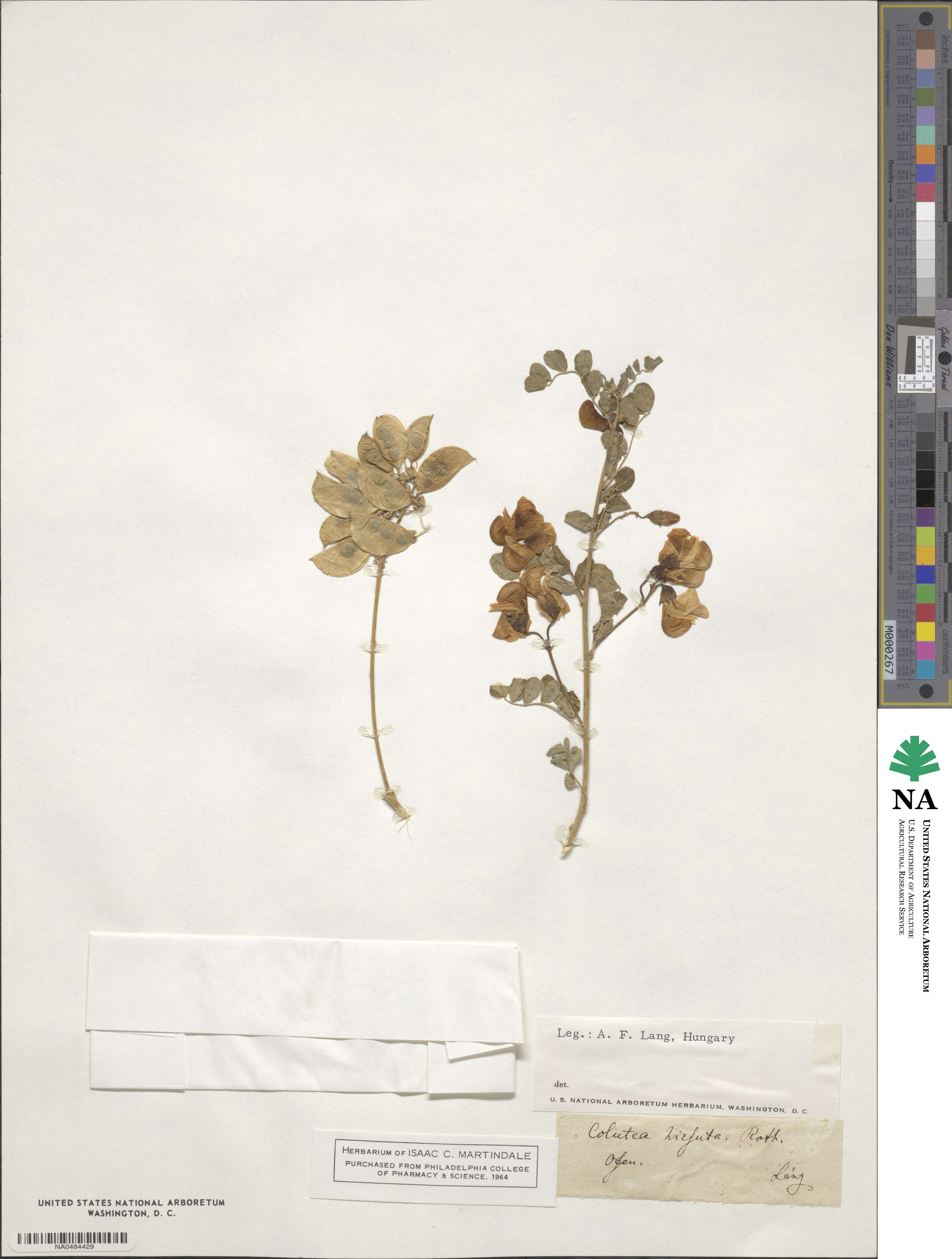 Colutea arborescens subsp. arborescens image