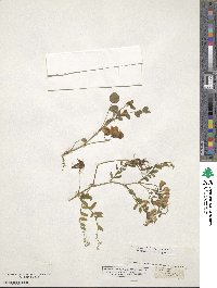 Colutea arborescens subsp. arborescens image