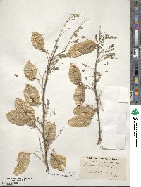 Colutea arborescens image