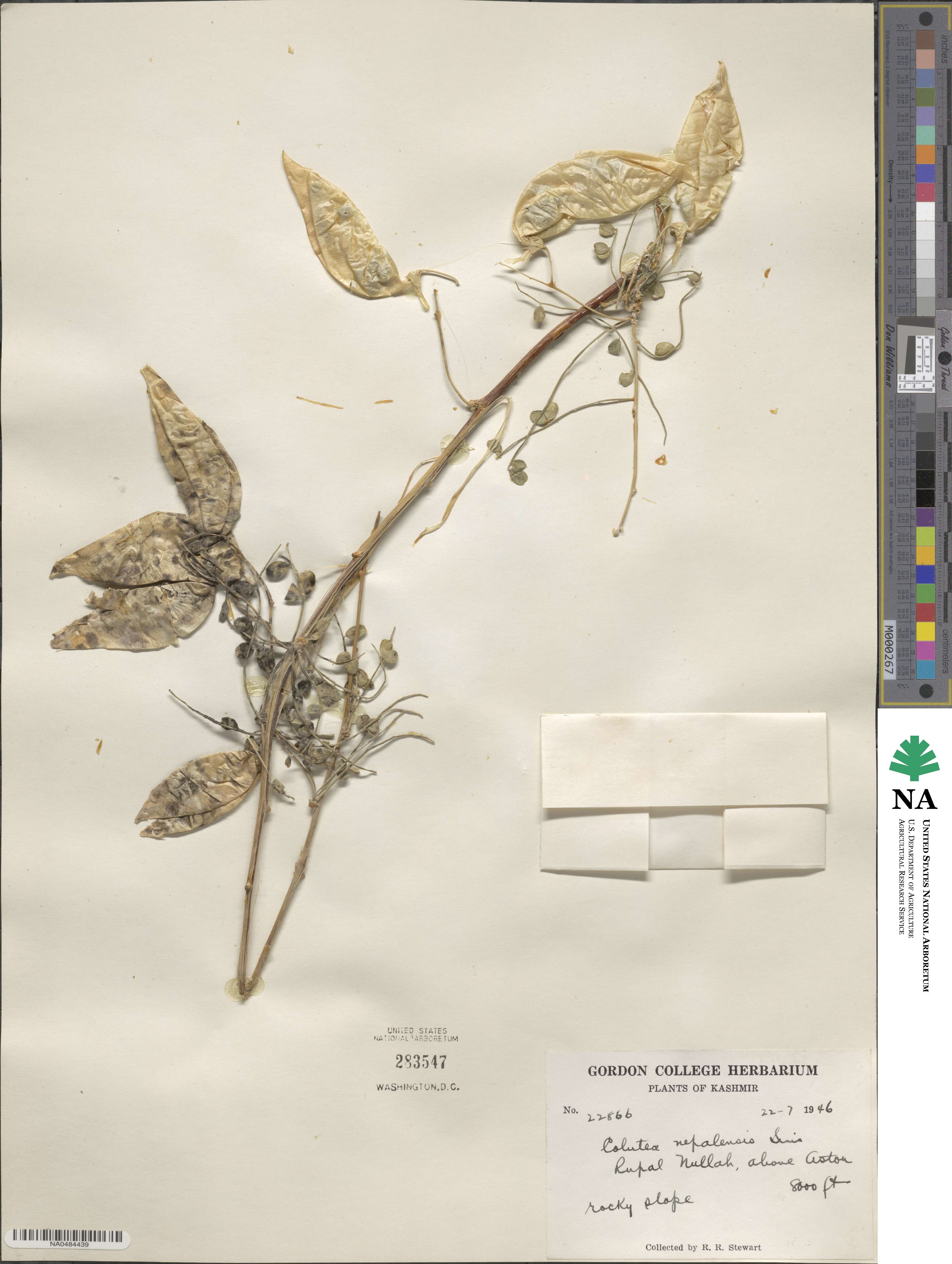 Colutea nepalensis image