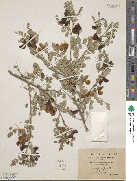 Colutea arborescens image