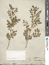 Colutea arborescens image