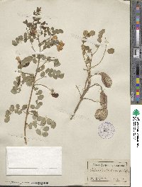 Colutea arborescens image