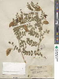 Colutea arborescens image