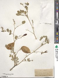 Colutea arborescens image