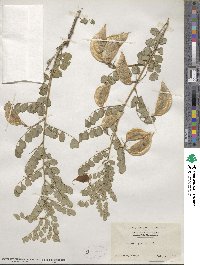 Colutea arborescens image