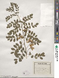 Colutea arborescens image