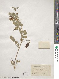 Colutea arborescens image