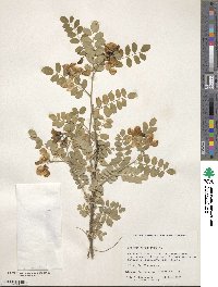 Colutea arborescens image