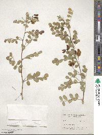 Colutea arborescens image