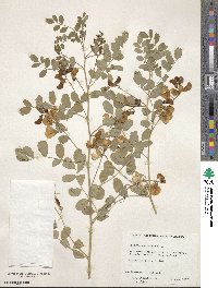 Colutea arborescens image