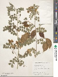 Colutea arborescens image