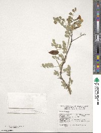 Colutea arborescens image