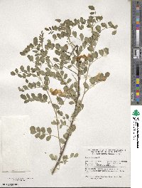 Colutea arborescens image