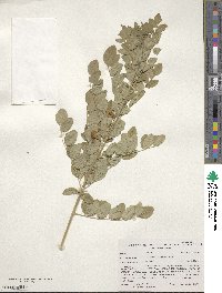 Colutea arborescens image