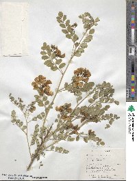 Colutea arborescens image