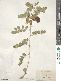 Colutea arborescens image