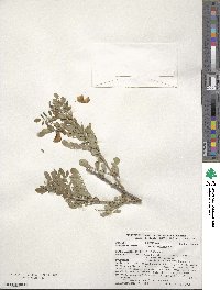 Colutea arborescens image