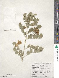 Colutea arborescens image