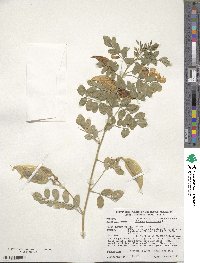 Colutea arborescens image