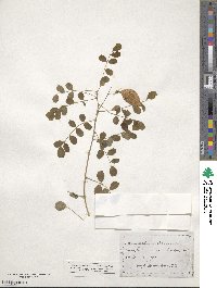 Colutea arborescens image