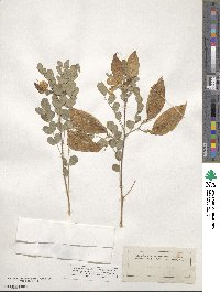 Colutea arborescens image