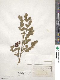 Colutea arborescens image