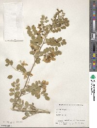 Colutea arborescens image