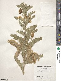 Colutea arborescens image