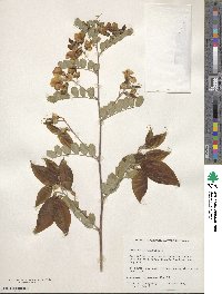 Colutea arborescens image