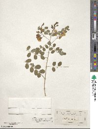 Colutea arborescens image