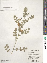 Colutea arborescens image