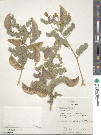 Colutea arborescens image