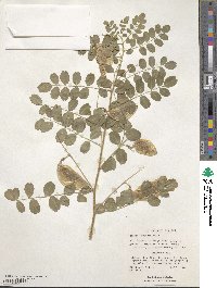 Colutea arborescens image