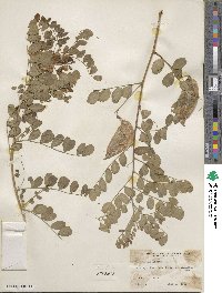 Colutea arborescens image