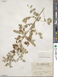 Colutea arborescens image