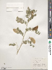 Colutea arborescens image