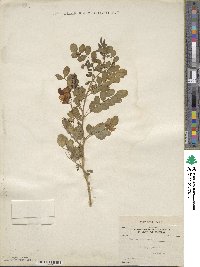 Colutea arborescens image