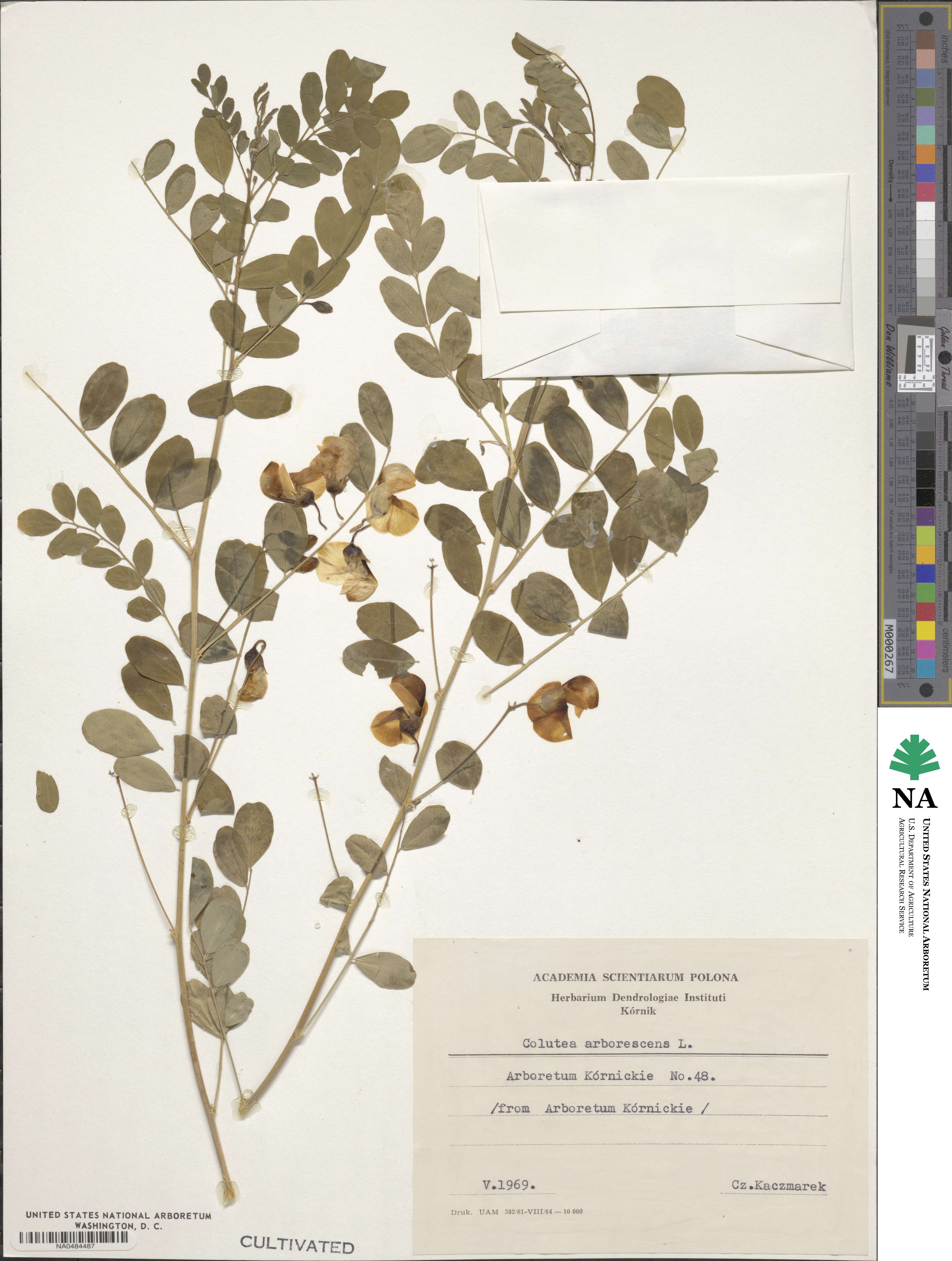 Colutea arborescens image