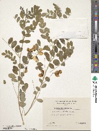 Colutea arborescens image