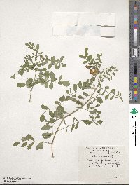 Colutea arborescens image