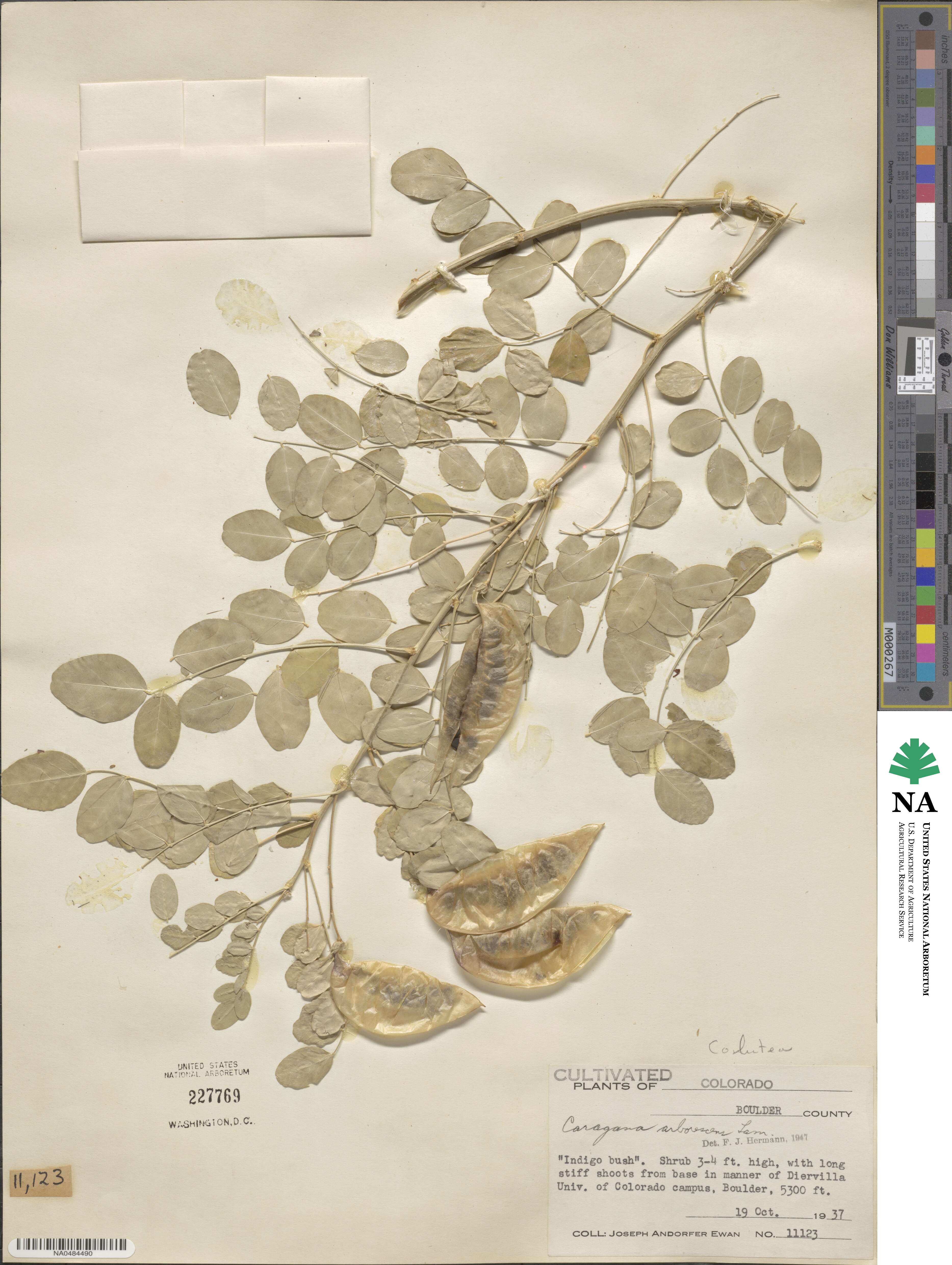 Colutea arborescens image