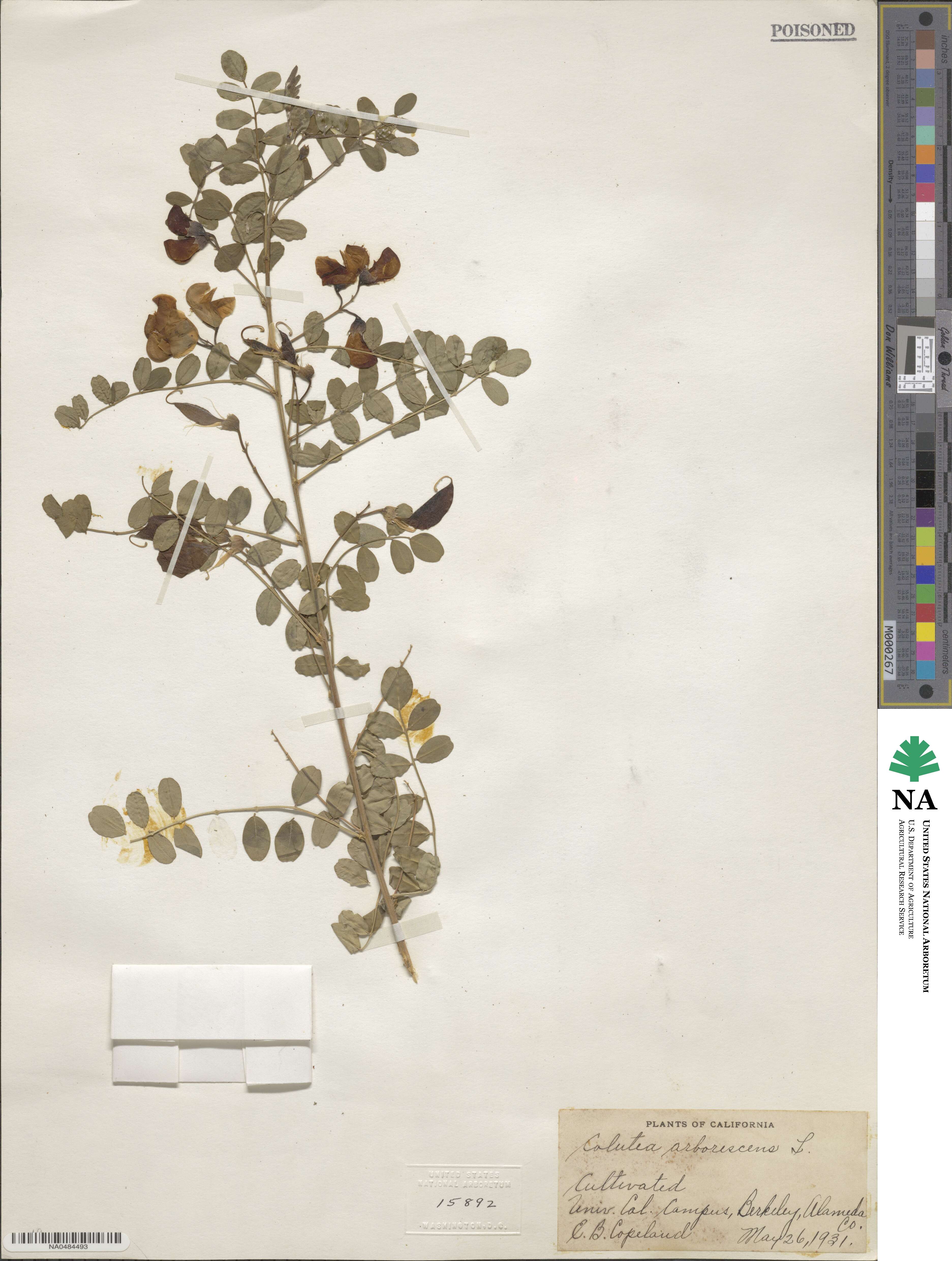 Colutea arborescens image