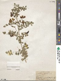 Colutea arborescens image