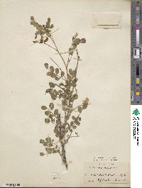 Colutea arborescens image